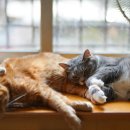 샤인고양이메디컬센터 이미지