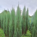 에메랄드그린 이미지