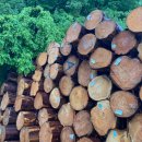 동양특수목재(주) 이미지