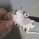 이마트 원주점 | 이마트 고래잇 페스타 할인 행사 국산 생물 갑오징어 내돈내산 후기 / 갑오징어 데치는 방법