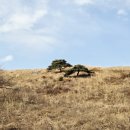 소나무 한우 목장 이미지