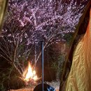 별바라기팬션 | 국내 벚꽃 캠핑 논산 별바라기캠핑장 4월 11일~12일 이용 상세후기