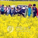 유채의세상 연합뉴스