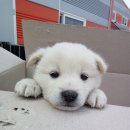 멍뭉이 이미지
