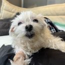 시흥i 동물병원 | 시흥 동물병원_노령견 만성신부전 강아지 케이스 리뷰