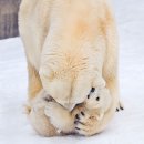 엄마와 아기곰 이미지