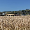 갈대정원 이미지