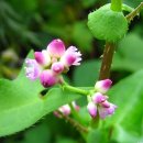 꽃며느리 이미지