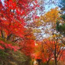 브라보캠핑장 | 단풍캠핑 가평 브라보캠핑장 그 곳에서 생긴일