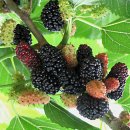 오디( mulberry)의 효능 이미지