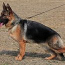 아마존애견사 이미지