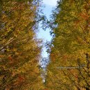 황금빛 가로수길 이미지