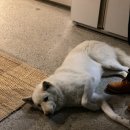 저지안트레 이미지