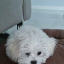 행복찐빵 이미지