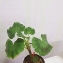 앤틱로즈