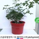 앨커미스트