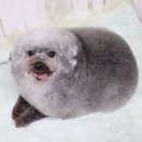 사랑하개 이미지