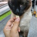 까까뭉치 이미지