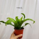 블라썸플라워