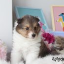 착한애견분양(원주점) 이미지