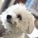 필스타 | 강남애견미용 재재재방문 필스타 비숑귀툭튀컷