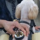 손수의과