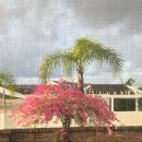 My Bougainvillea is in full bloom in my backyard in spring! 이미지