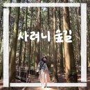 사려니숲길 | [제주] 사려니숲길 | 제주 동쪽 가볼만한 곳 여행코스 추천 후기