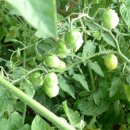 스위트드림빌 이미지