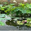 물에 핀 나리(water lily) 이미지