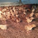 일월부화장 이미지