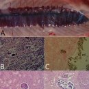 무지개송어의 신장 석회증(Nephrocalcinosis) 이미지