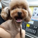 넘버원트리머 이미지