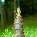 메탈락 경연대회 이미지