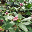 형제농원 이미지