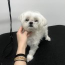 THE 빛나개 이미지