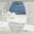 도그하우스 애견샵 | 서초구 애견분양 OO 때문에 대형견입양 포기할 뻔?! 찐후기