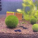 소마농장 이미지