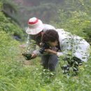 가인강산 이미지