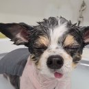 눈부시개 | 주안애견미용 눈이부시개 장모치와와 3미리 진돗개컷 후기