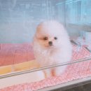 아인츠독 강아지애견분양 성남위례본점 | 건강하게 성남강아지분양 아인츠독 성남위례점 발랄하고