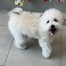 아띠동물병원 이미지