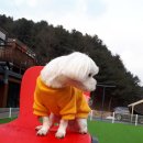 꽁지펜션 이미지