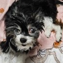 한주동물병원 | 마지막 두두기록