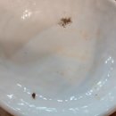 부잣집 왕족발 운정맛집 이미지