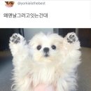 귀여운 강아지 이미지