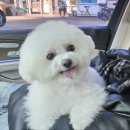 멍블리스 이미지