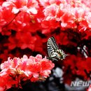 꽃과 나비 이미지