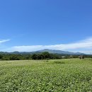 조천읍 와흘메밀마을 이미지