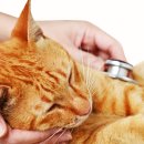 헤이든동물병원 이미지